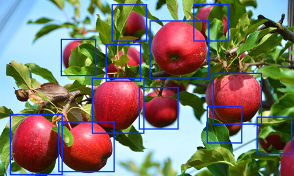 画像認識とりんご